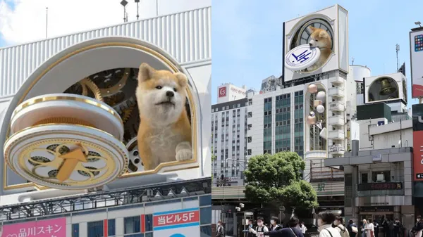 一隻秋田犬出現在澀谷街頭！毛小孩頻繁現身「巨型看板」，觸發線上線下人潮、帶動城市觀光