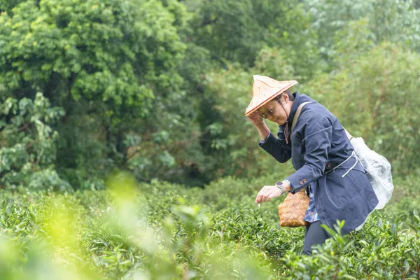 甘樂茶事