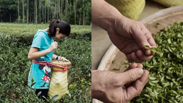 來場深入三峽的製茶慢旅！甘樂茶事結合在地茶農、製茶職人，轉譯歷史悠久的百年茶鄉
