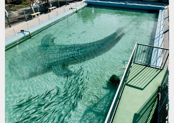 日本室戶廢校水族館