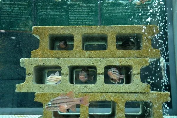 日本室戶廢校水族館