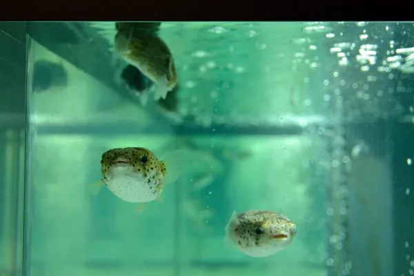 日本室戶廢校水族館