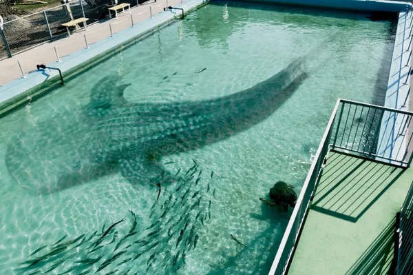 日本高知縣廢校轉生水族館！在地「魚龜」入校，悠遊洗手台、跳箱、泳池