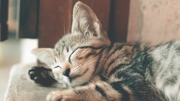 最成功的人都懂得偷懶！安排「欺騙日」助你恢復自制、激發強大動力 