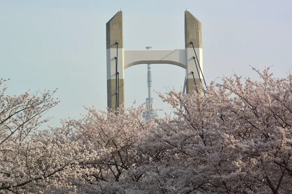 2024 東京櫻花私房景點推薦！荒川沿岸近千株櫻花長廊、木場公園等賞櫻散策一次看