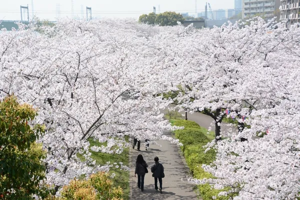東京賞櫻