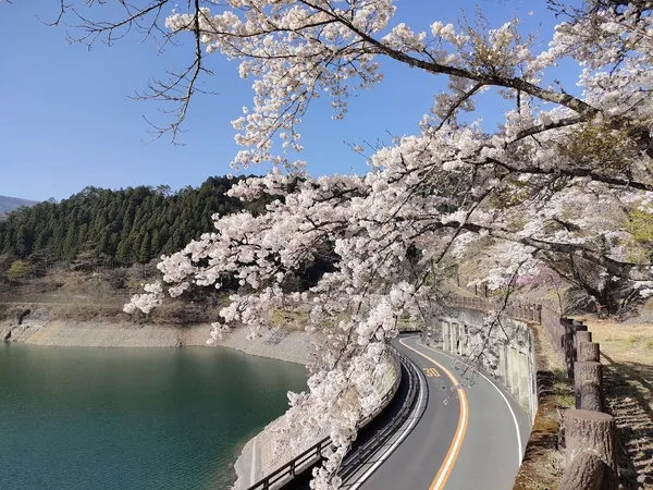 東京賞櫻