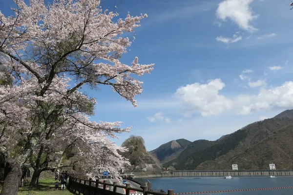 東京賞櫻