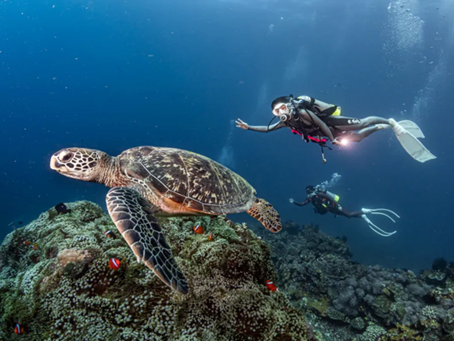 出門玩拍張照,也可以救海洋!這家新創推「AI海洋資料庫」,讓台灣大哥大也青睞