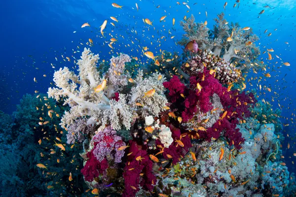 coral