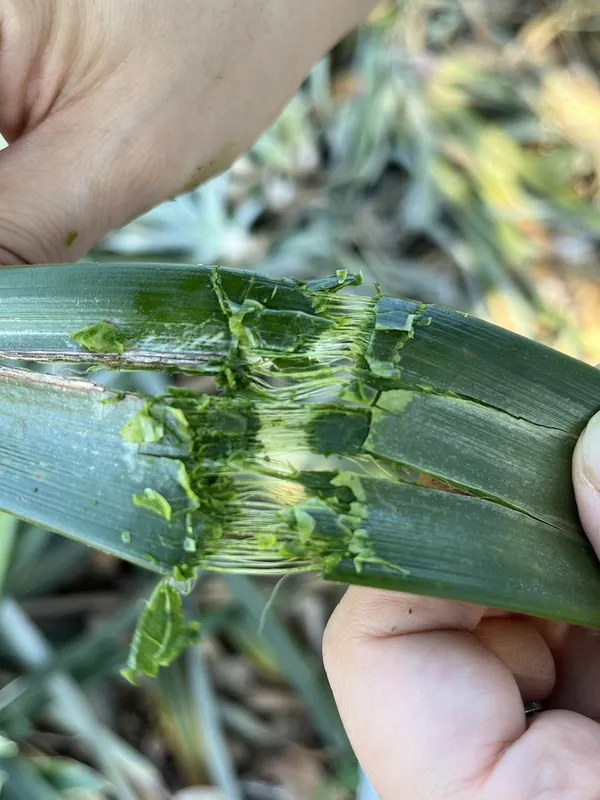 PEEL Lab看好鳳梨纖維的特性