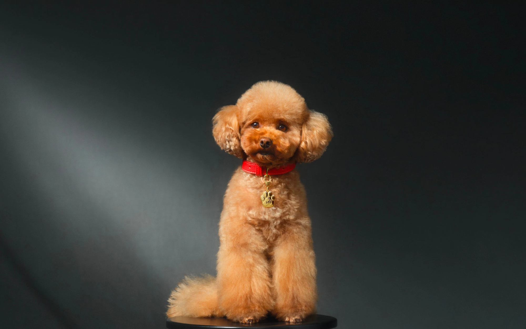 DOLCE & GABBANA ワンちゃんフレグランスFEFE Dolce&Gabbana Fefé Fragrance Mist for Dogs | Nordstrom