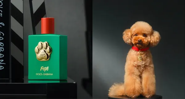 105 美元的狗狗香水！Dolce & Gabbana「Fefé」香水問世，引發寵物福祉與市場潛力討論