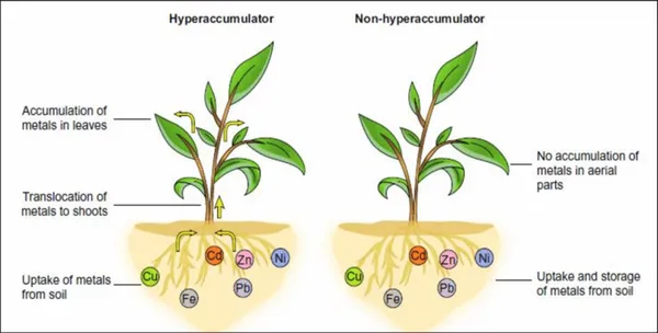 超級蓄積植物.png