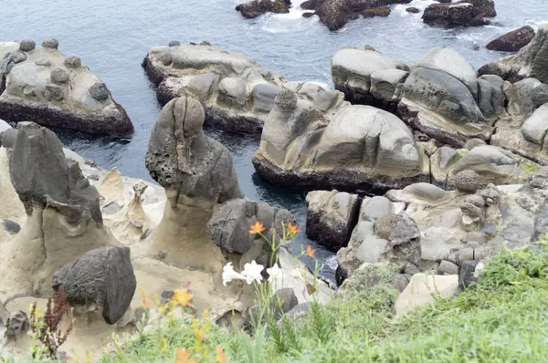 《黑冠與水坑》
