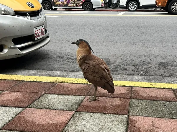 《黑冠與水坑》