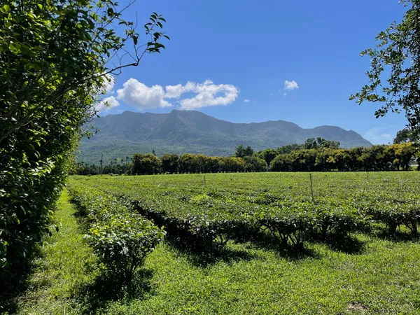 台東紅烏龍小旅行