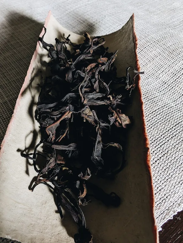「發現．山茶」