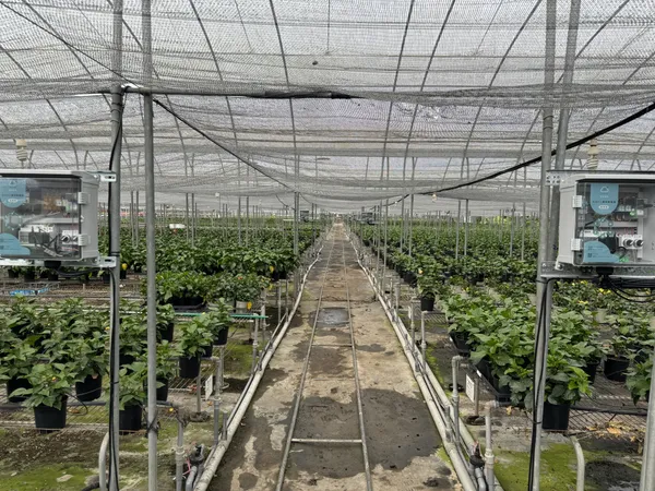 智食良果