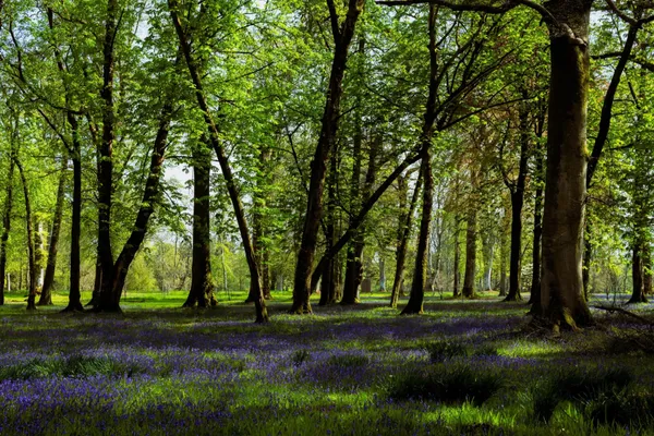 倫敦切爾西花展