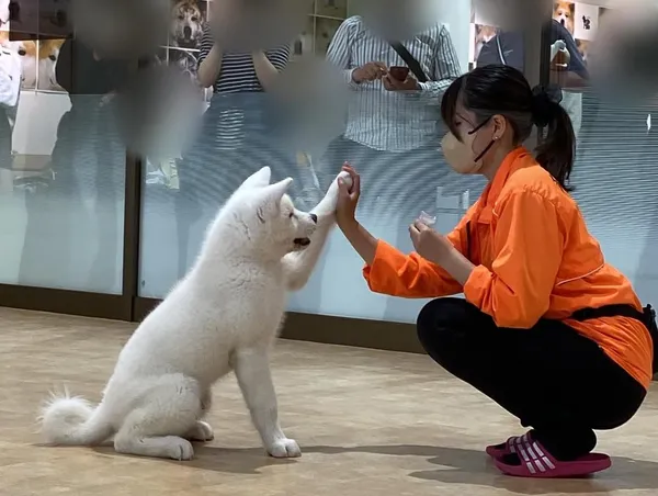 大館市打造「秋田犬之鄉」