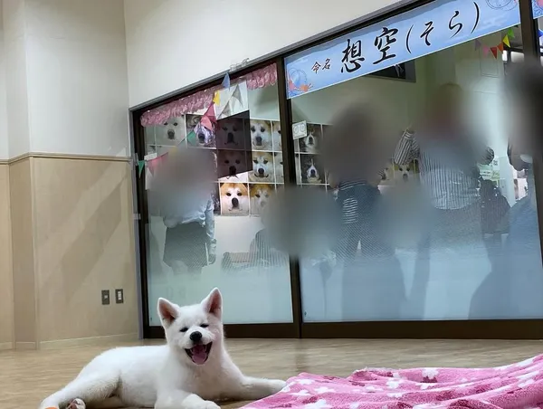 大館市打造「秋田犬之鄉」