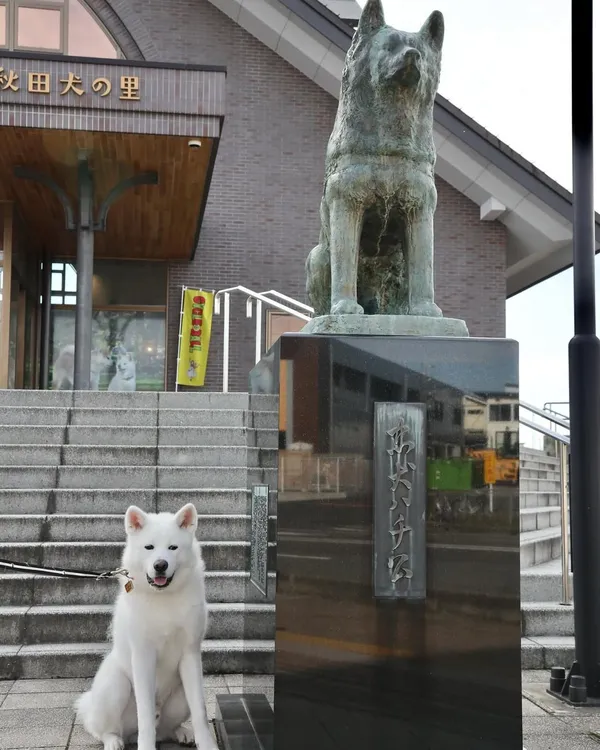 大館市打造「秋田犬之鄉」
