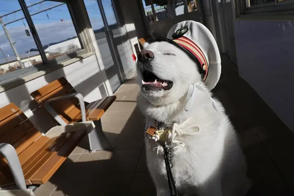 大館市打造「秋田犬之鄉」