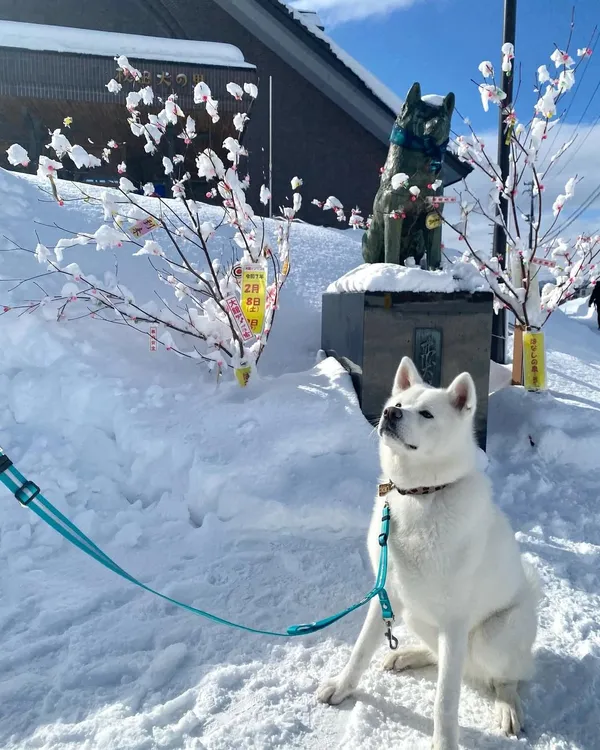 大館市打造「秋田犬之鄉」