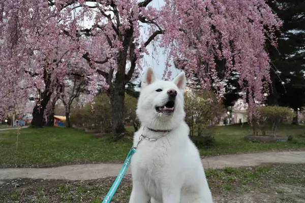 大館市打造「秋田犬之鄉」