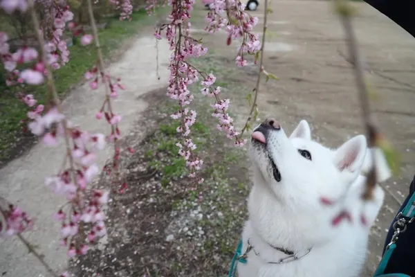 大館市打造「秋田犬之鄉」