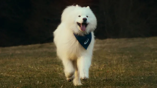 ASICS  狗狗代言人