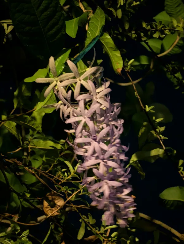 Pixel 10 Pro XL 夜拍