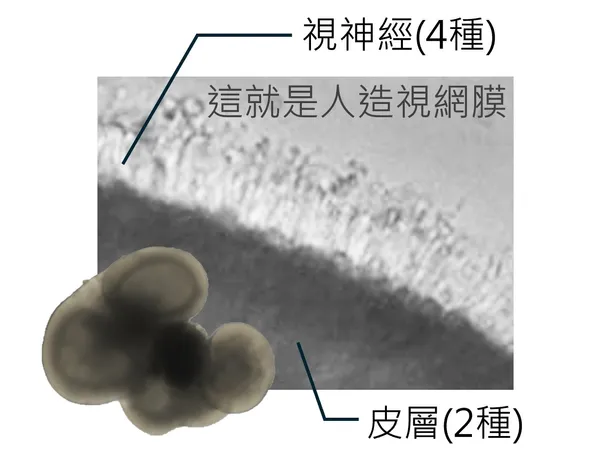 創生醫電