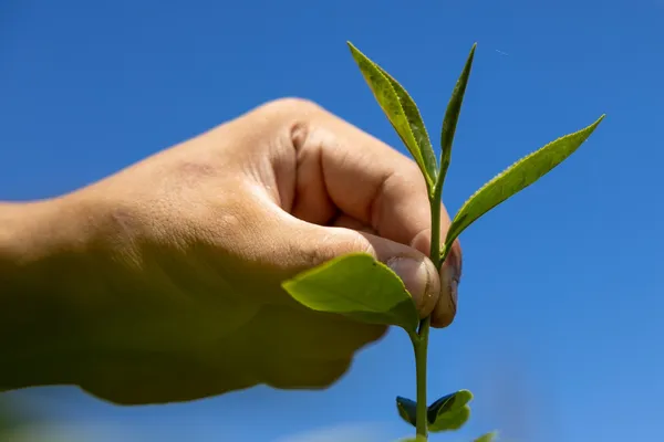 好茶咖啡工作室
