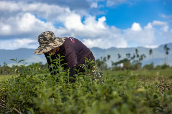 縱谷裡的茶香！看好茶咖啡工作室如何打造茶產業的可持續之路 