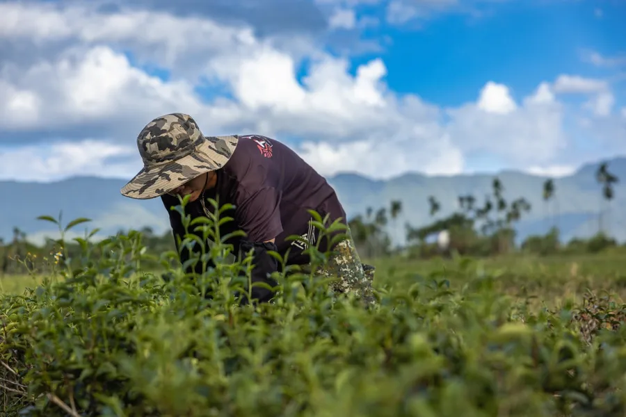 縱谷裡的茶香！看好茶咖啡工作室如何打造茶產業的可持續之路