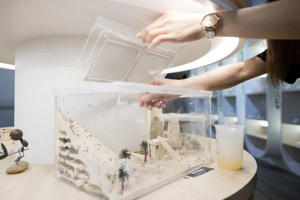 以模擬自然棲地的專業飼養箱，讓更多初學者輕鬆跨入飼養，認識螞蟻行為與生態價值。