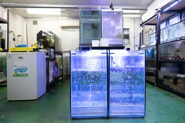 海洋空間中有許多大大小小的水母飼養缸，由團隊成員分門別類、精心養殖。