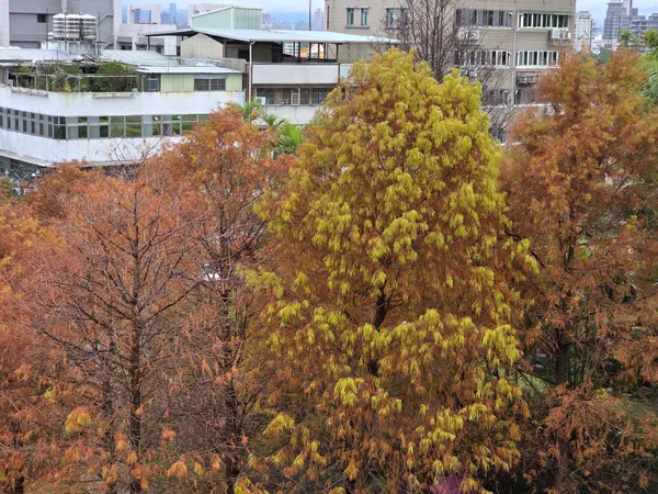 #2 三星三摺機Galaxy Z TriFold評測照片