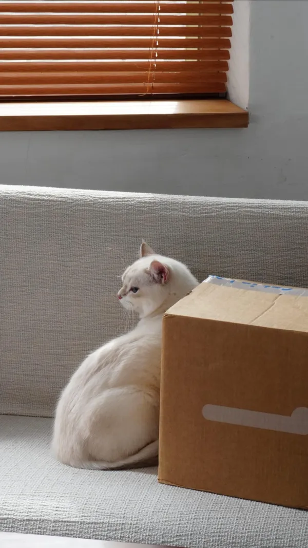 #1 屏東貓咪工廠