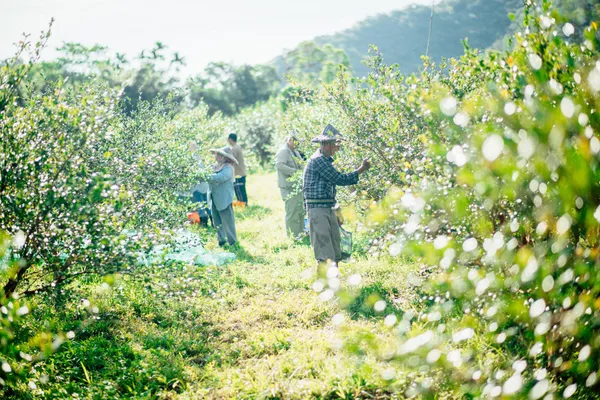 茶籽堂
