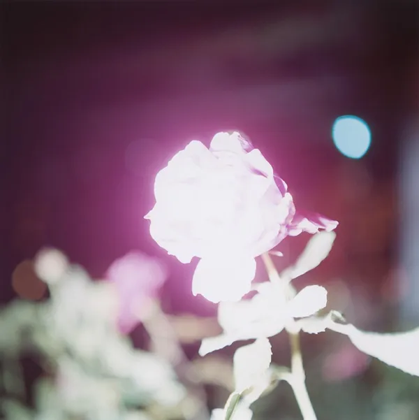 川内倫子《無題》(シリーズ〈Illuminance〉より) 2009年 ©Rinko Kawauch