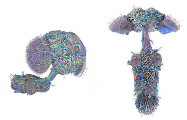 fruit fly.jpg