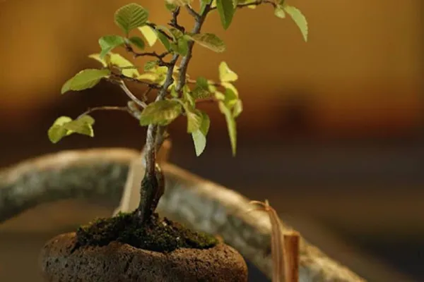 Air Bonsai