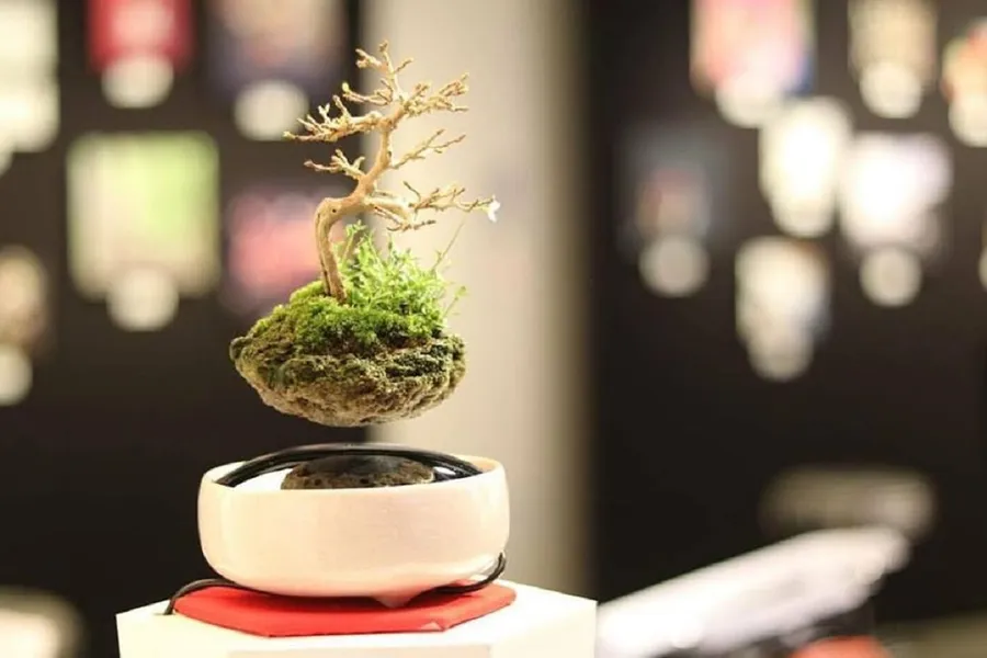 漂浮盆栽 Air Bonsai 療癒你我的心